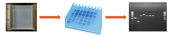 gel documentation imaging