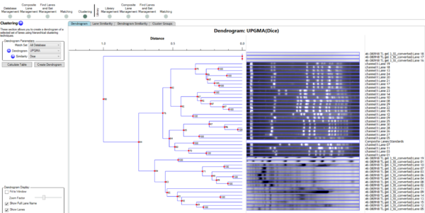 1D SDS-PAGE Dendrogram Analysis