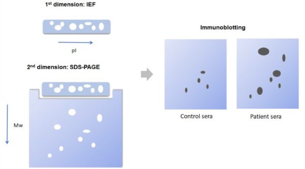 2D SDS-PAGE