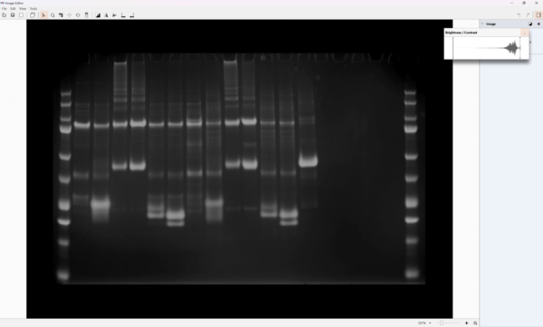 1D Electrophoresis Image editor