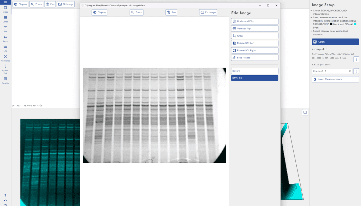 Phoretix 1D SDS-PAGE Western Blot Image Editor