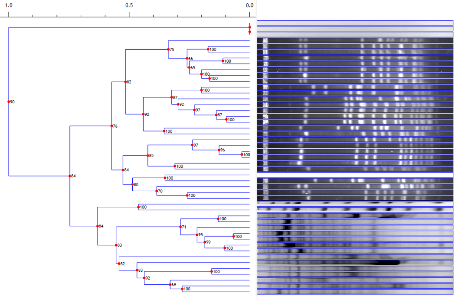 Hierarchical dendrogram illustrating sample clustering based on band patterns