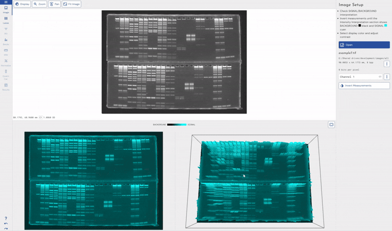 Phoretix 1D software showing automatic lane identification on SDS-PAGE gel