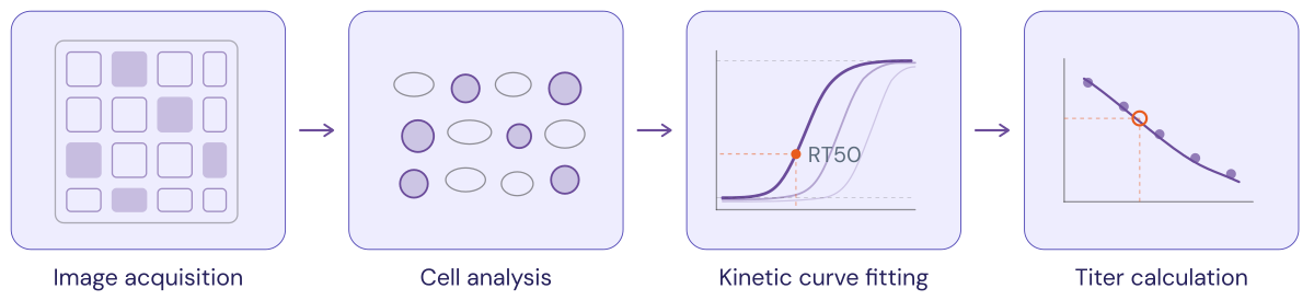 TiterKinetix workflow in four steps: plate reader acquires bright-field images at hourly intervals, software classifies cells as rounded or elongated, sigmoidal curves are fitted to extract RT50 values, and sample titers are interpolated from a standard curve to produce TCID50/mL results.