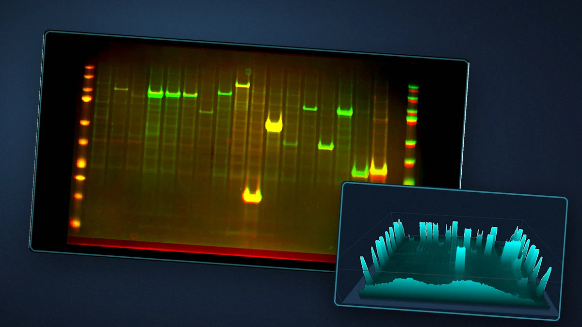 Multiplex fluorescence image analysed in TotalLab OEM image analysis software, with a 3D band intensity surface