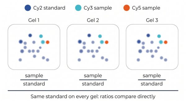 2D-DIGE normalization diagram showing each sample expressed as a ratio to the Cy2 internal standard on every gel