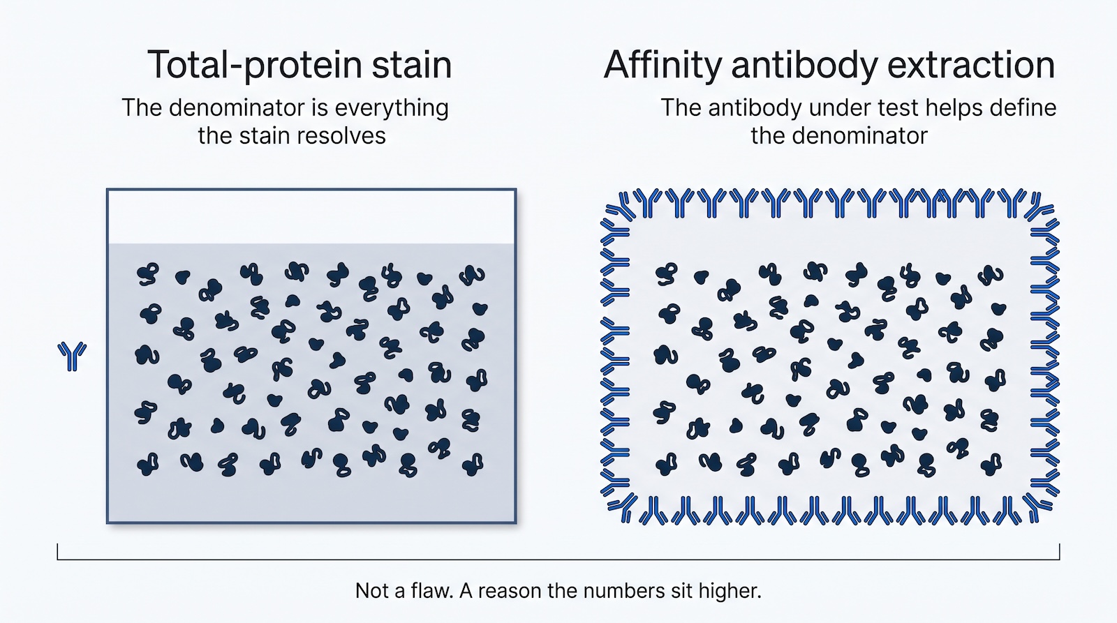 Diagram contrasting a stain-defined coverage denominator with one partly defined by the antibody under test