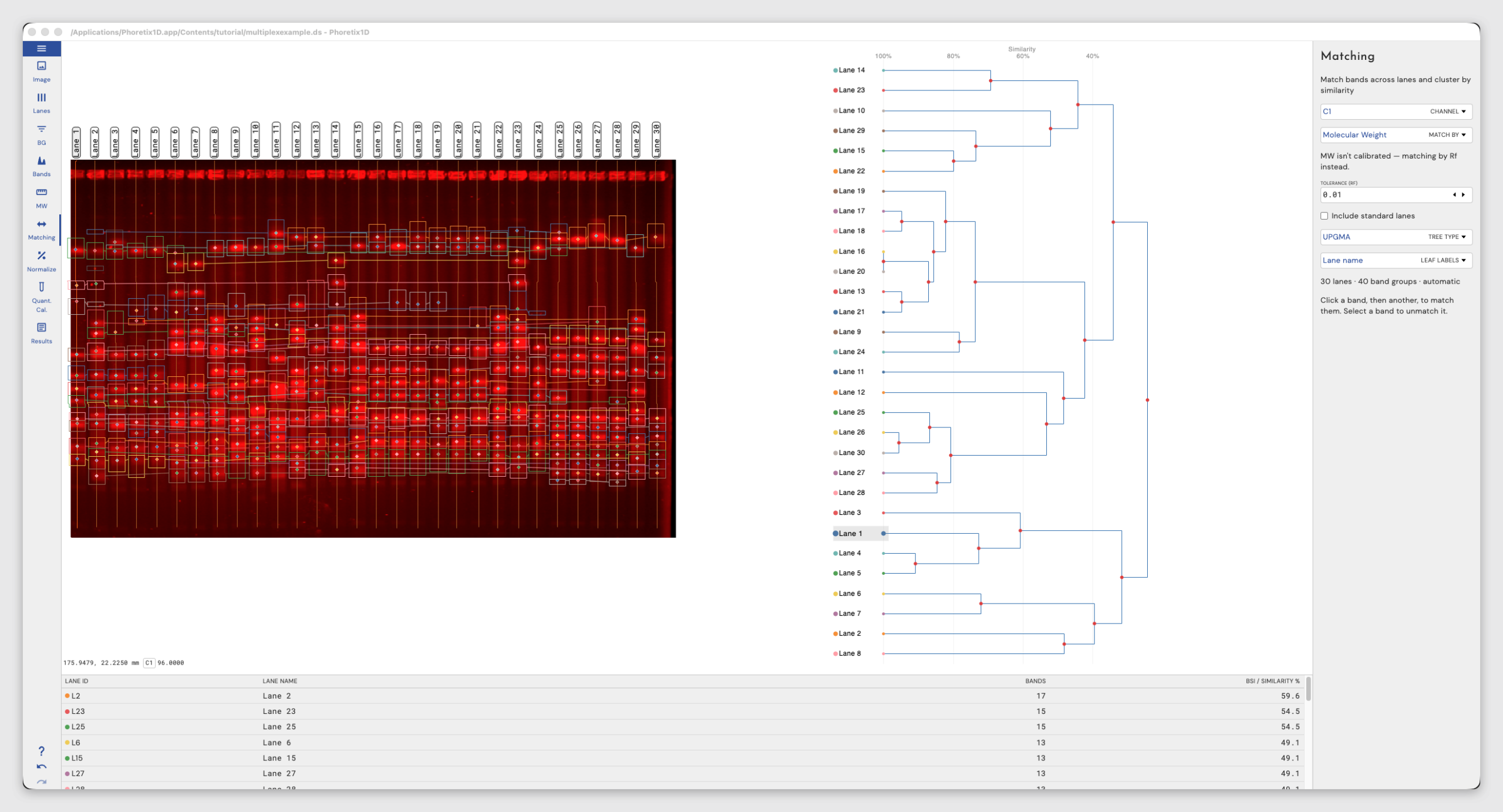 Phoretix 1D Compare mode showing a UPGMA dendrogram and lane similarity matrix for a DNA fingerprinting gel