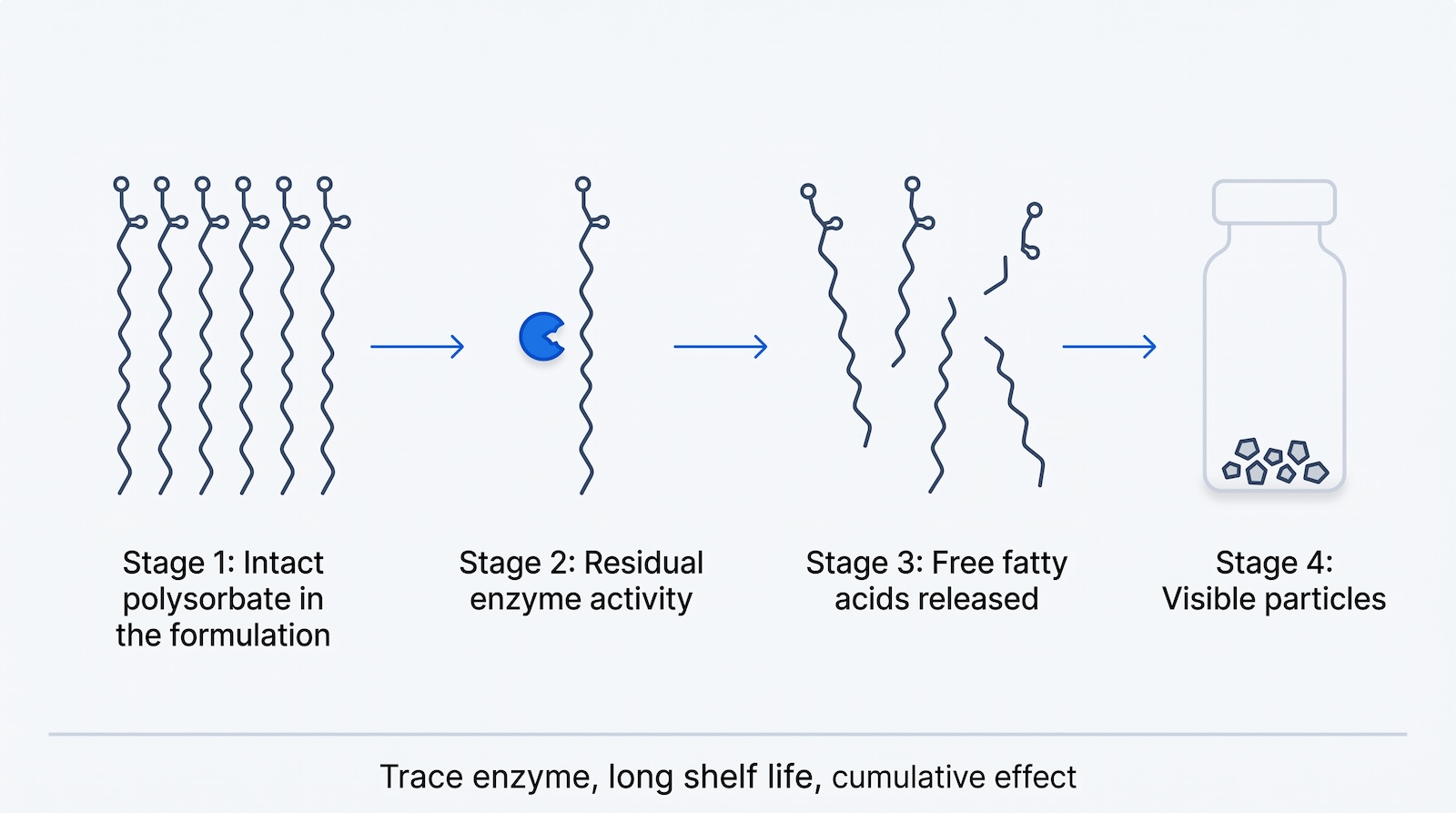 Four-stage diagram of polysorbate degradation by residual host cell protein enzyme activity producing visible particles