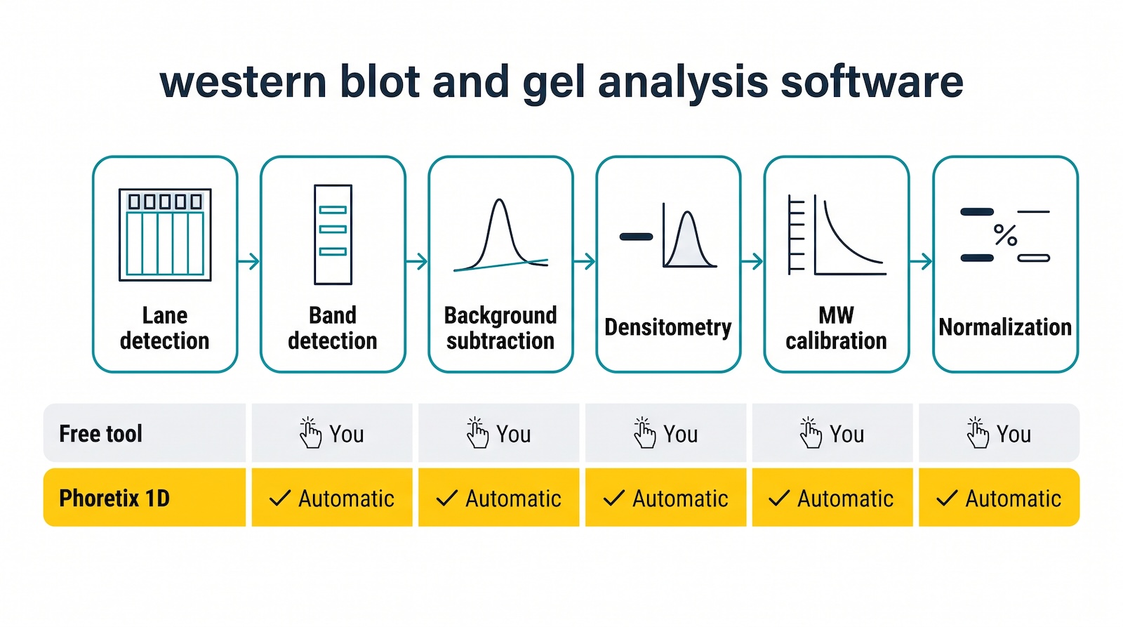 Six-step western blot analysis workflow diagram: lane detection, band detection, background subtraction, densitometry, MW calibration, normalization