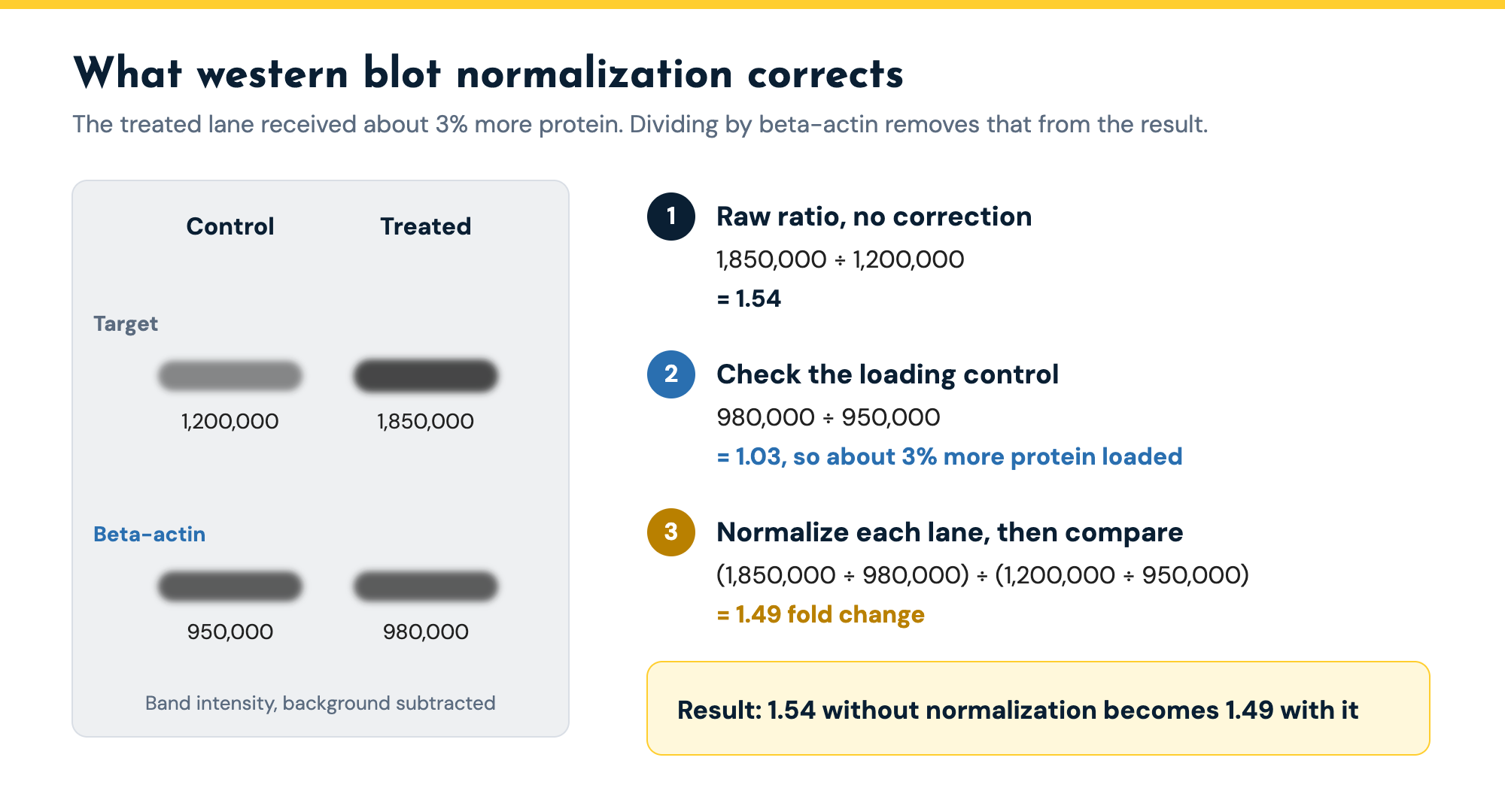 Western blot normalization worked example: a control and a treated lane with target band intensities of 1,200,000 and 1,850,000 and beta-actin intensities of 950,000 and 980,000; normalization corrects the raw ratio of 1.54 to a fold change of 1.49.