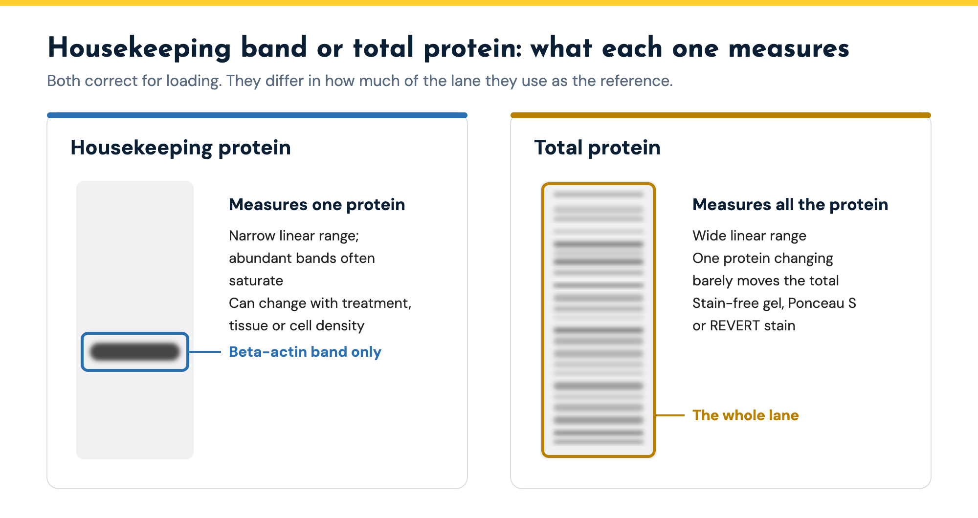 Housekeeping protein normalization measures a single beta-actin band in each lane, while total protein normalization measures every protein in the whole lane from a stain-free gel or a Ponceau S or REVERT stain.