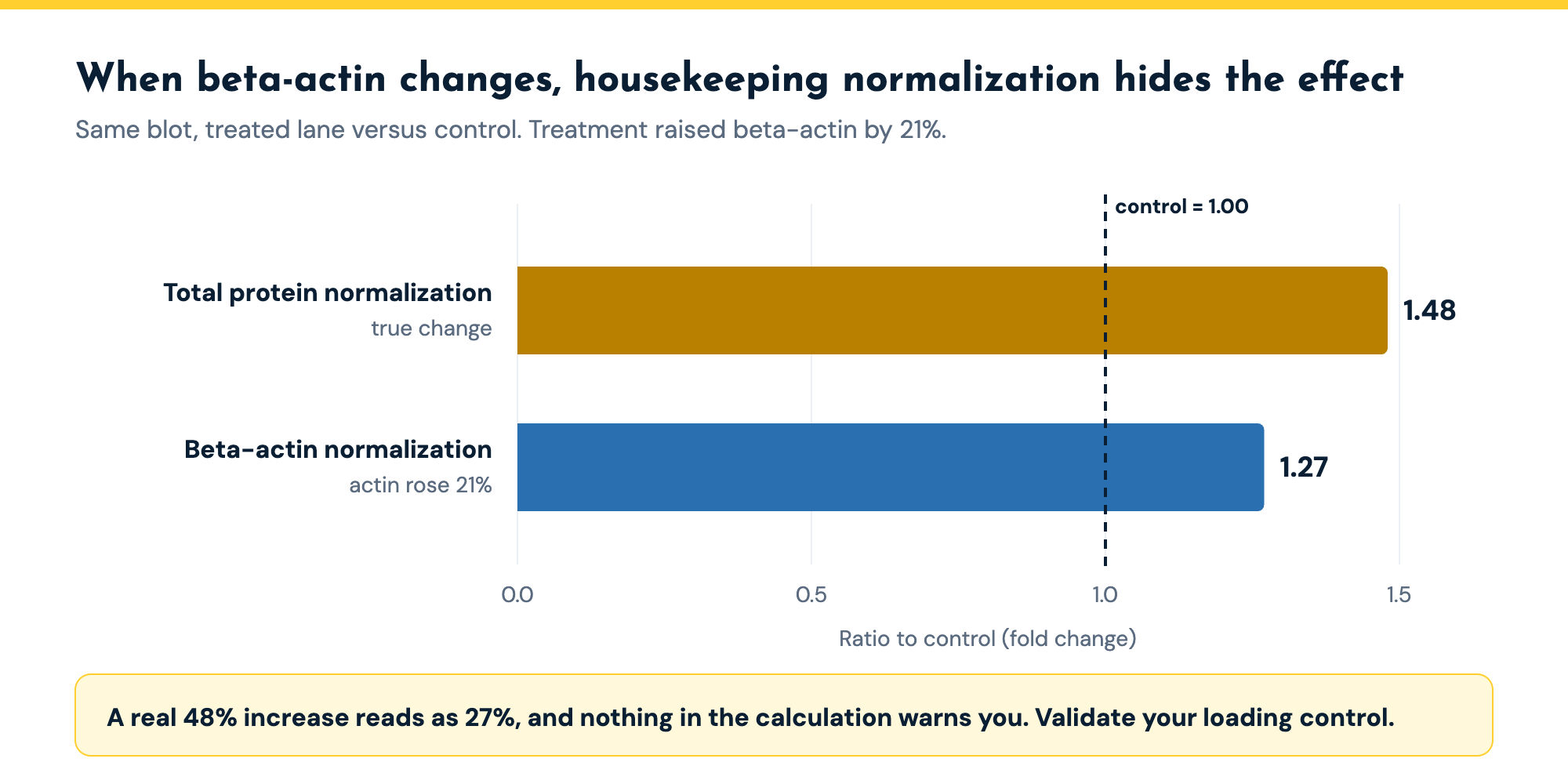 Bar chart of fold change for the same treated lane: total protein normalization gives 1.48, while beta-actin normalization gives 1.27 because beta-actin rose 21% with treatment, so a real 48% increase reads as 27%.