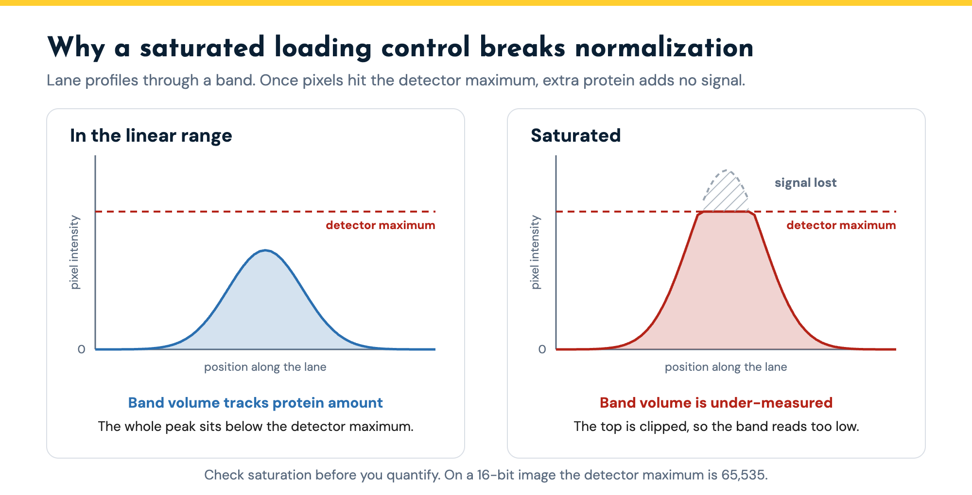 Two western blot lane profiles: a band within the linear range whose peak sits below the detector maximum, and a saturated band whose peak is clipped at the detector maximum so its band volume is under-measured.