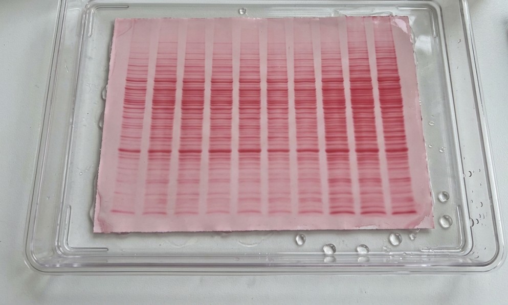 A nitrocellulose western blot membrane stained with Ponceau S in a clear tray, showing ten lanes of evenly loaded red-pink protein bands used for total protein normalization.