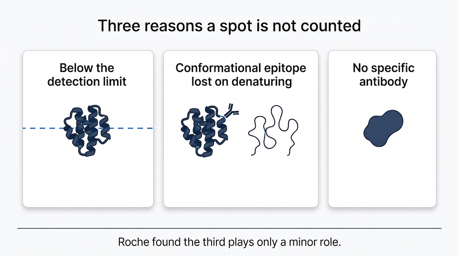 Three causes of apparent non-coverage on a 2D western blot, with missing antibodies shown as the least significant