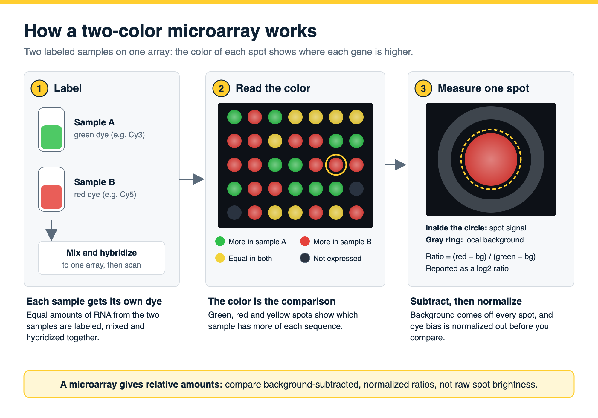 How a two-color DNA microarray works: two samples labeled with green and red dyes are mixed and hybridized to one array; green spots are higher in sample A, red spots higher in sample B, yellow spots equal and dark spots not expressed; each spot is measured inside a circle with the background taken from a ring around it, and reported as a log2 ratio.