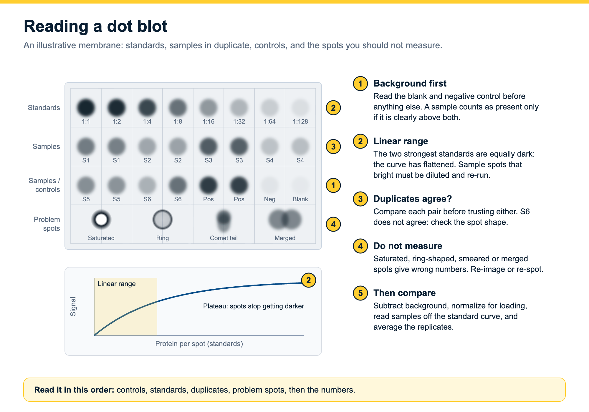 Annotated example dot blot: a row of two-fold dilution standards whose two strongest spots are equally dark, samples spotted in duplicate, positive and negative controls and a blank, saturated, ring-shaped, comet-tail and merged spots marked as not measurable, and a standard curve showing the linear range and the plateau.