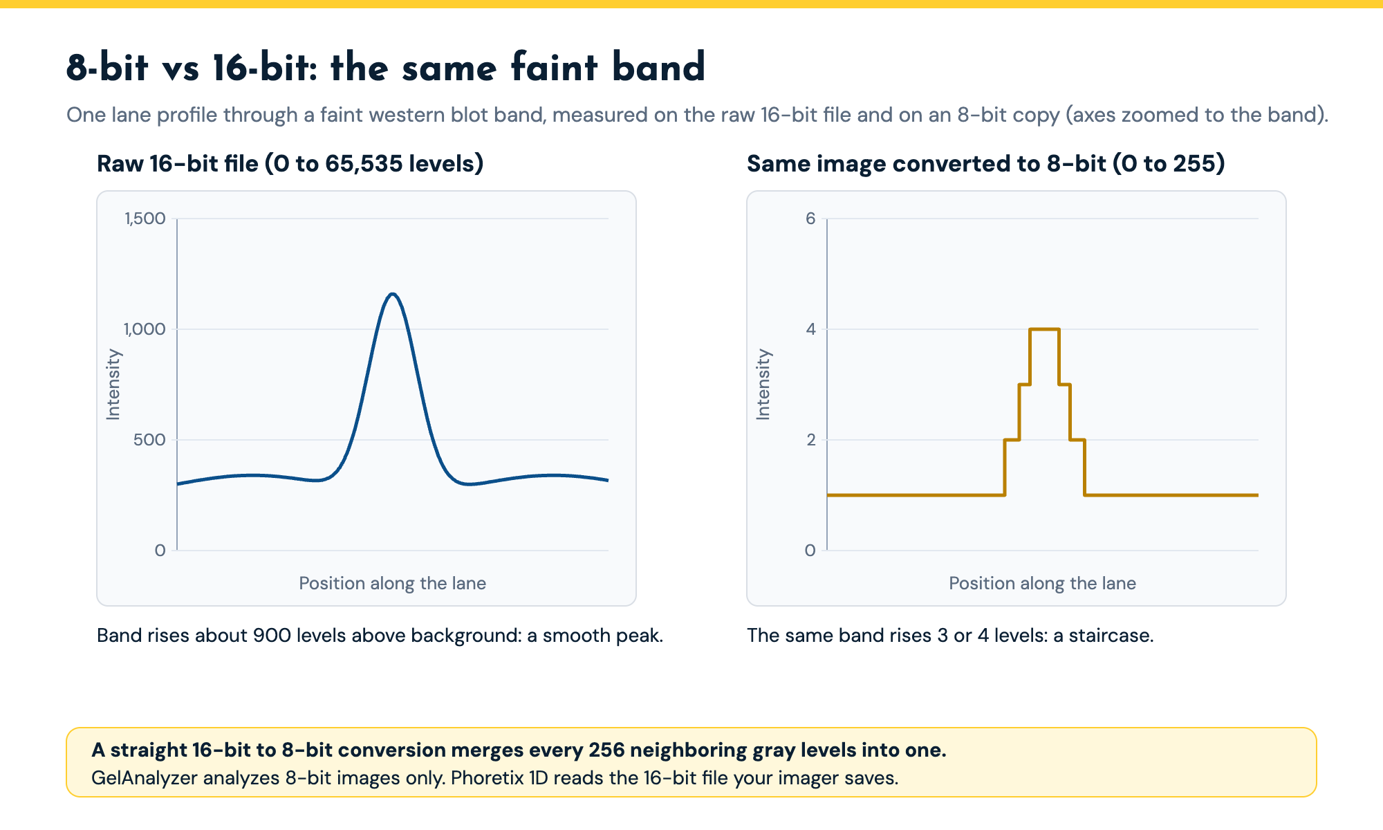 Two lane profiles of the same faint western blot band: a smooth peak about 900 levels above background in the raw 16-bit image, and a three to four level staircase after conversion to 8-bit, the only bit depth GelAnalyzer analyzes.