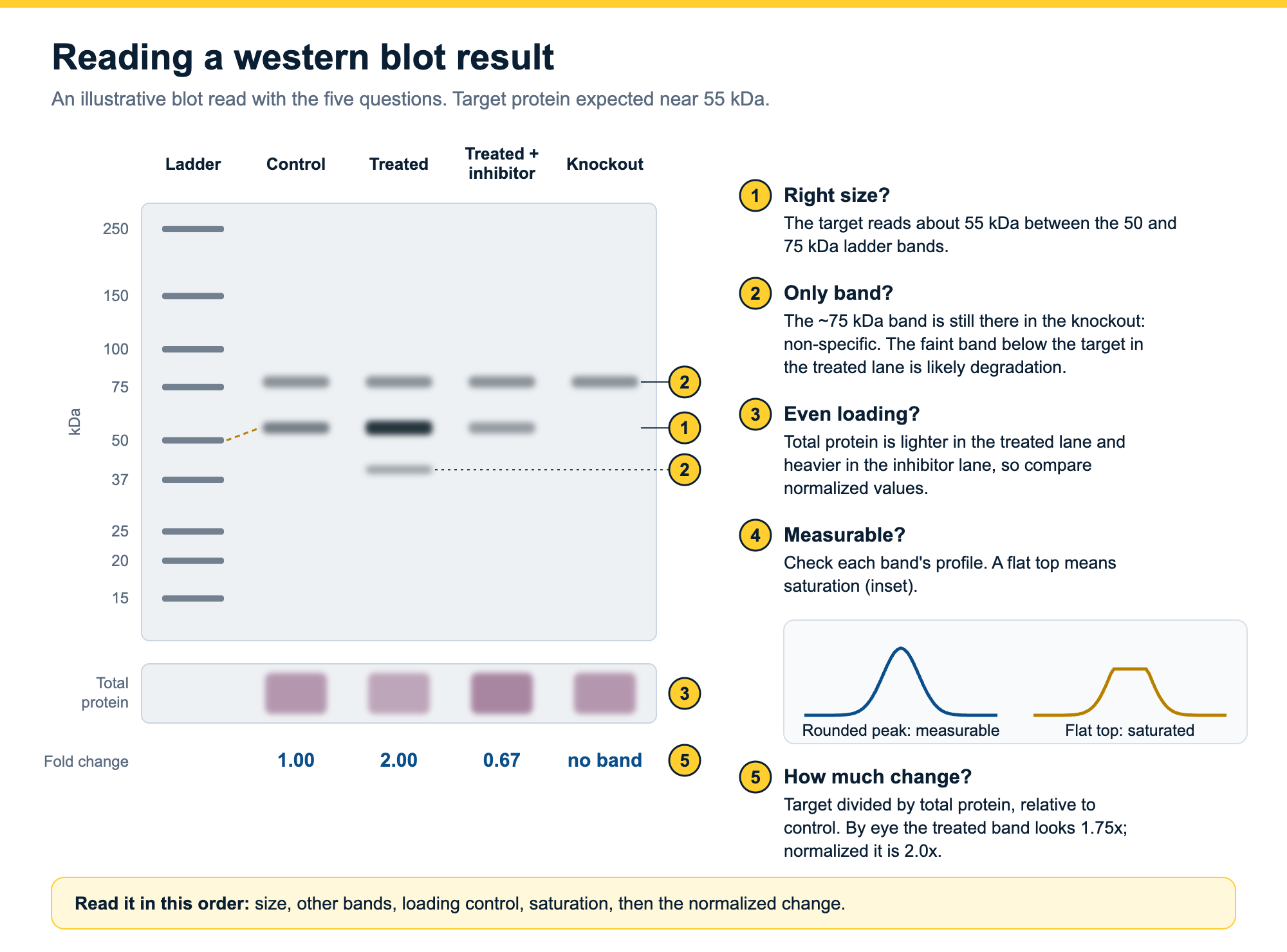 Annotated example western blot: a ladder from 250 to 15 kDa, a target band near 55 kDa in control and treated lanes but not in the knockout, a non-specific band at about 75 kDa in every lane, a degradation band below the target, a total protein loading control strip, and normalized fold changes of 1.00, 2.00 and 0.67.