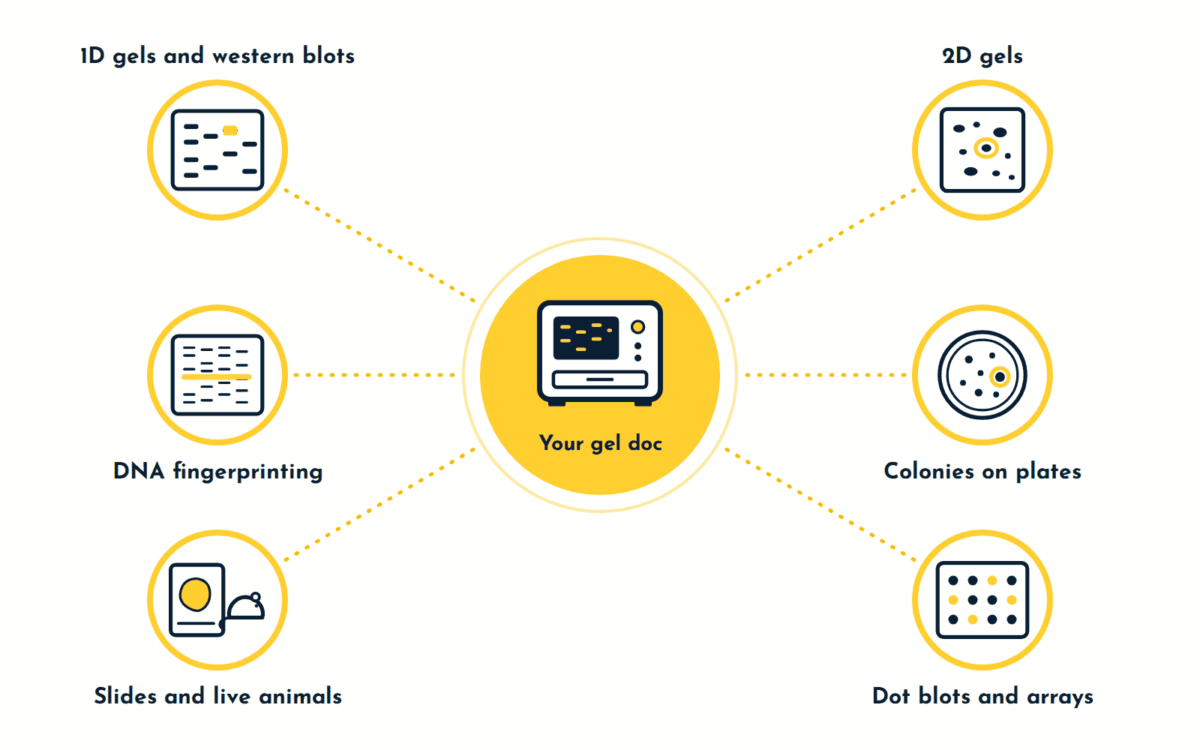 One gel documentation system images six kinds of experiment: 1D gels and western blots, DNA fingerprinting gels, 2D gels, colonies on agar plates, dot blots and arrays, and tissue slides and live animals