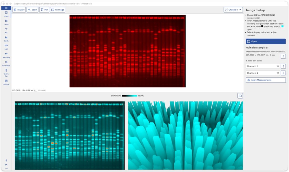 Phoretix 1D western blot densitometry screen with the 2D lane image and a 3D view of band intensities, used to spot saturated bands before quantification