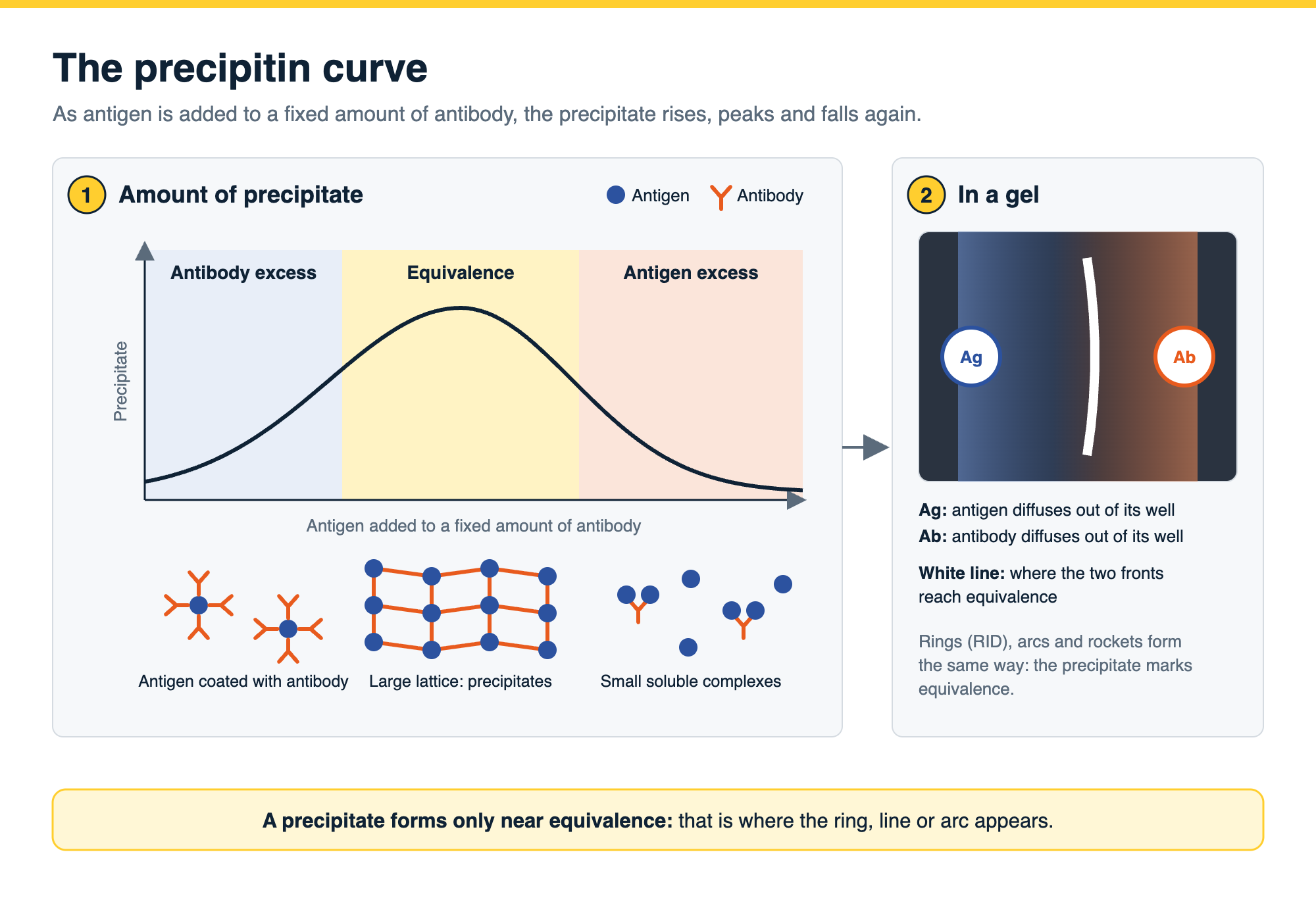 The precipitin curve: as antigen is added to a fixed amount of antibody, the precipitate rises in antibody excess, peaks at equivalence where a large lattice forms, and falls in antigen excess where only small soluble complexes remain; in a gel the precipitin line forms where the diffusing antigen and antibody reach equivalence.