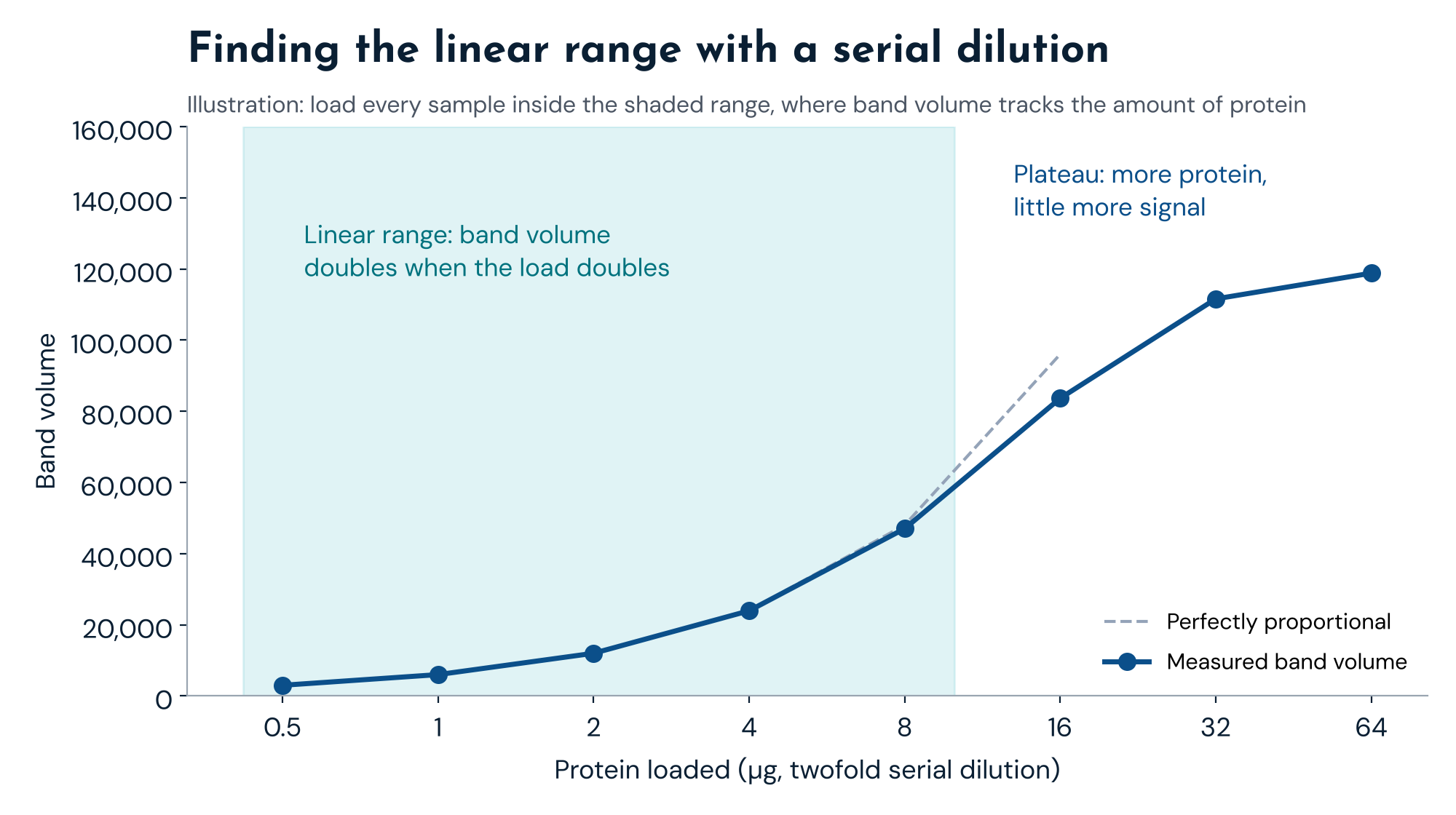 Illustration of a twofold serial dilution: band volume rises in proportion to protein load in the linear range, then plateaus at high loads