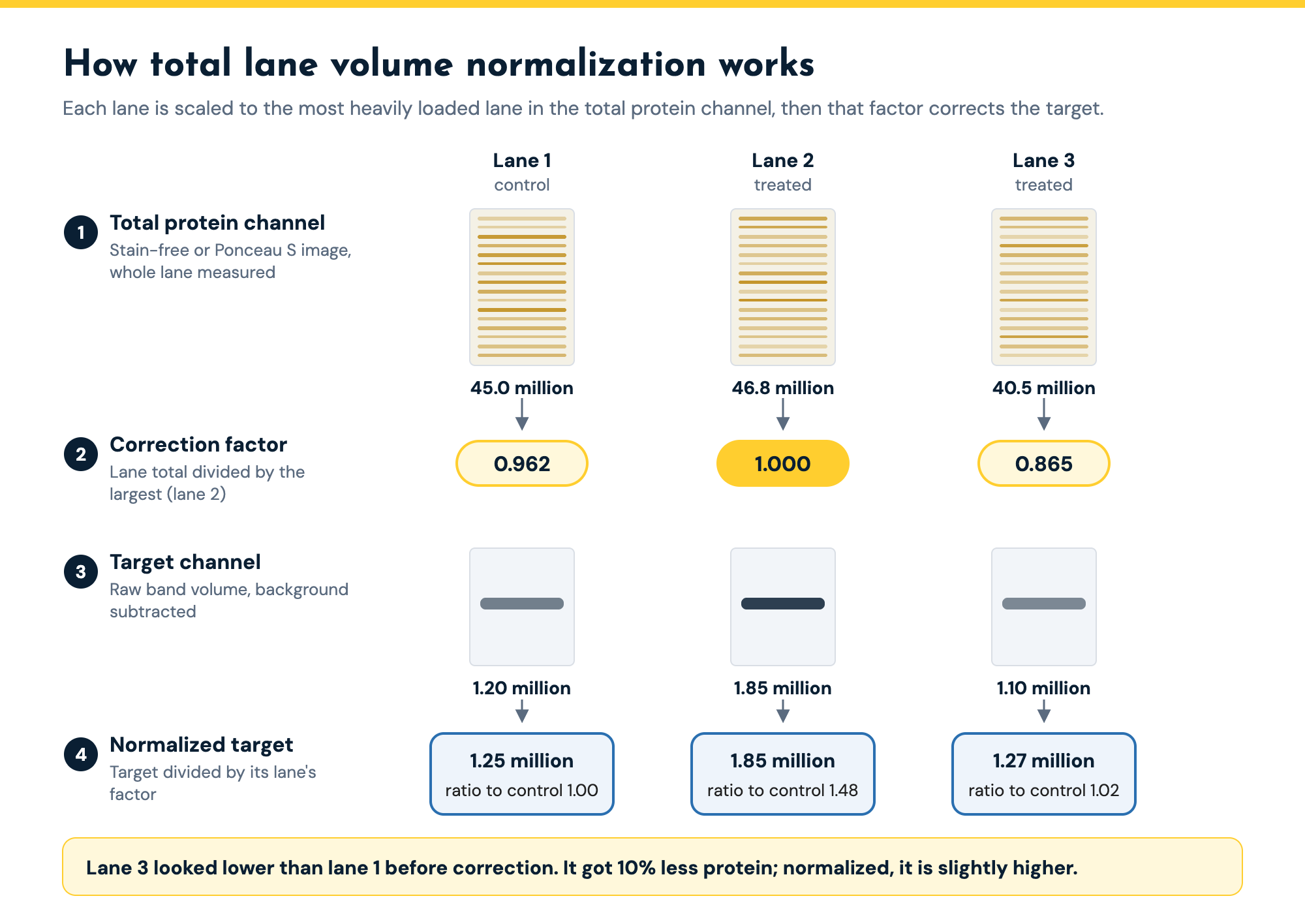 How total lane volume normalization works: the total protein channel gives each lane a correction factor relative to the most heavily loaded lane (0.962, 1.000 and 0.865), and each target band is divided by its lane factor, so target volumes of 1.20, 1.85 and 1.10 million become 1.25, 1.85 and 1.27 million.
