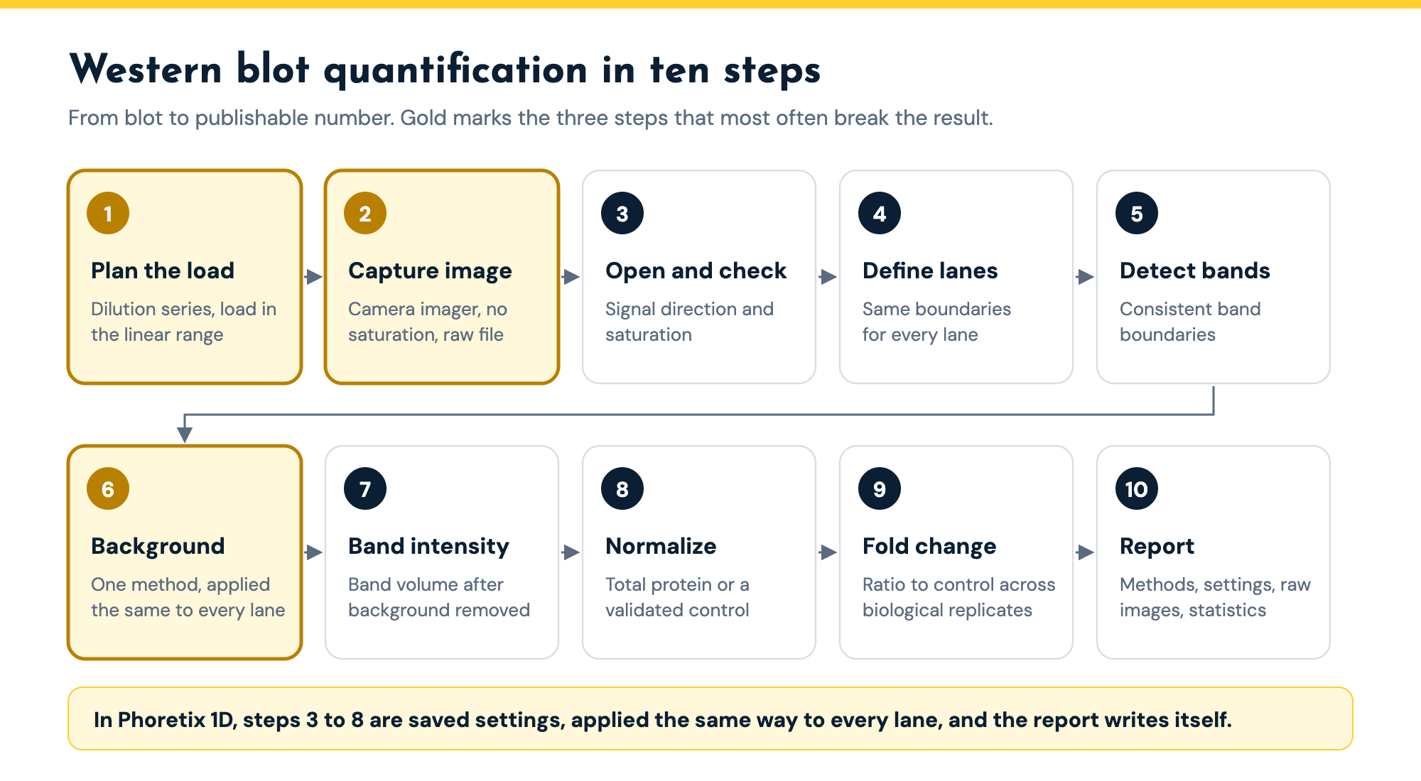 Diagram of the ten steps to quantify a western blot: plan the load, capture the image, open and check, define lanes, detect bands, background, band intensity, normalize, fold change and report, with steps 1, 2 and 6 highlighted as the ones that most often break the result.